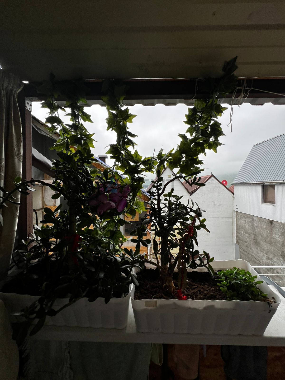 69a6ab22d0525.jpg